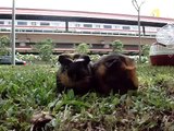 Guinea Pigs (Cavies) and MRT - Sembawang Singapore