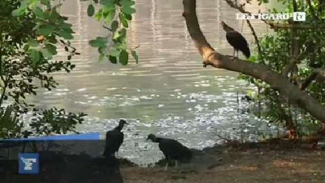 Des milliers de poissons morts au Brésil