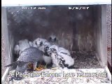 Peregrine Falcon Chicks Feeding