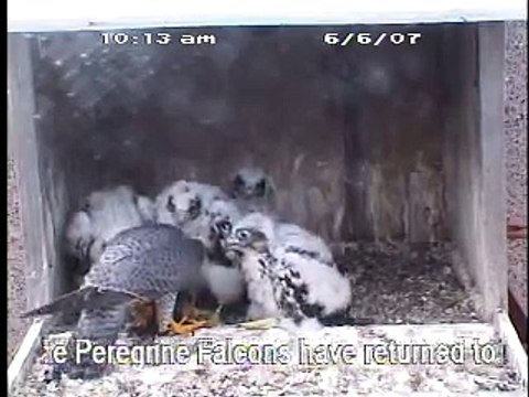 Peregrine Falcon Chicks Feeding