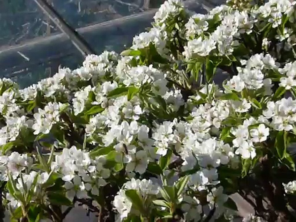 Weisser Sonntag vor dem Stubenfenster