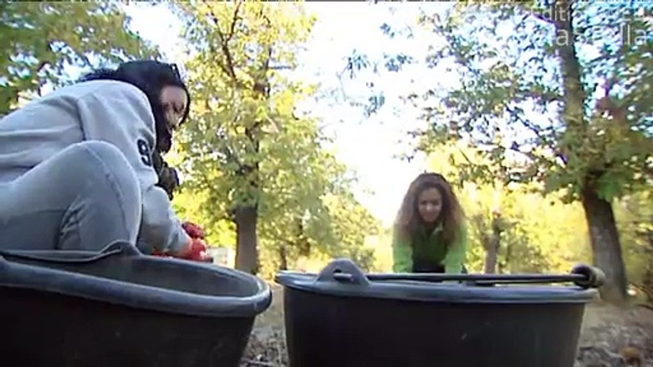 Reportage récolte chataîgnes Corse - / France 3 Corse / Nov 2014