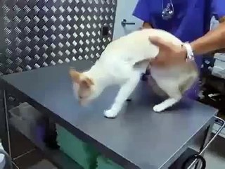 How to deactivate a cat