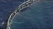 June 17, 2010 Sea Shepherd Frees 800 Endangered Bluefin Tuna (no audio)