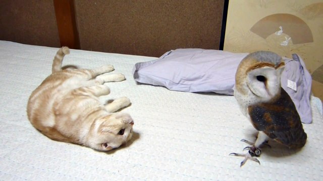 My Barn Owl And Cat Video Dailymotion