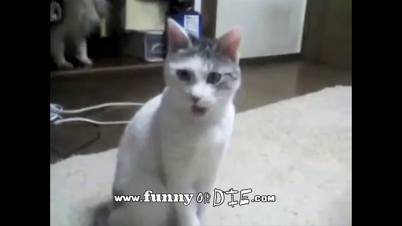 OMG Bieber vs. OMG Cat