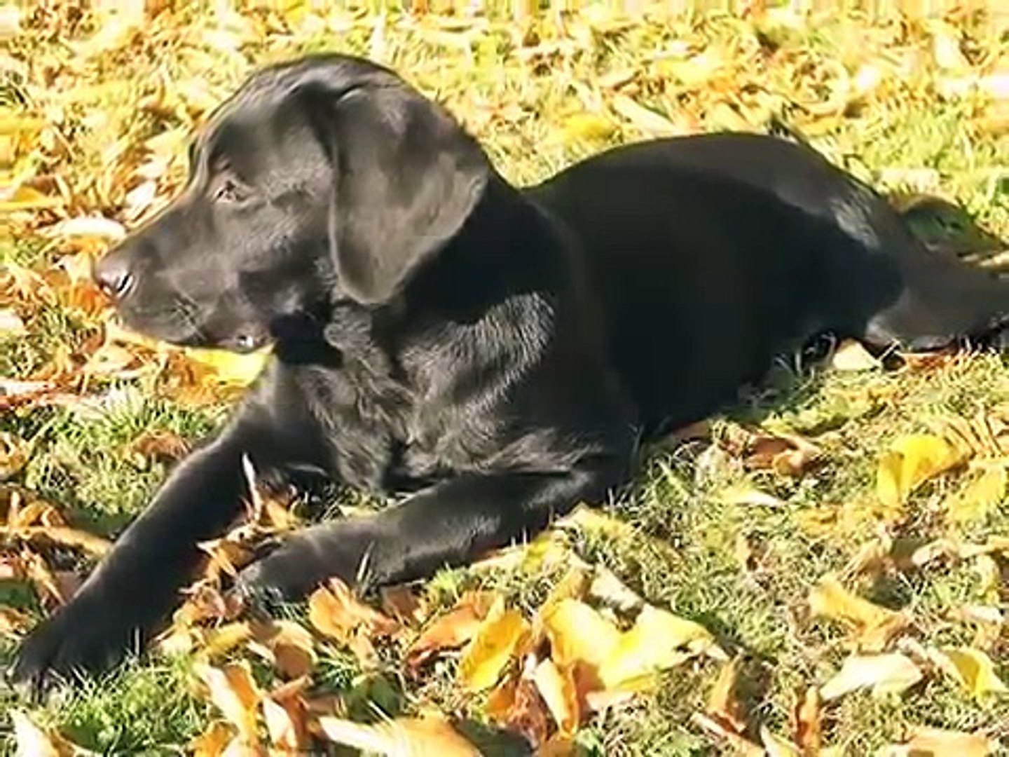 LABRADOR RETRIEVER