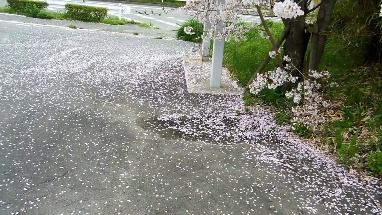 Snowing Flower Petals in Japan~
