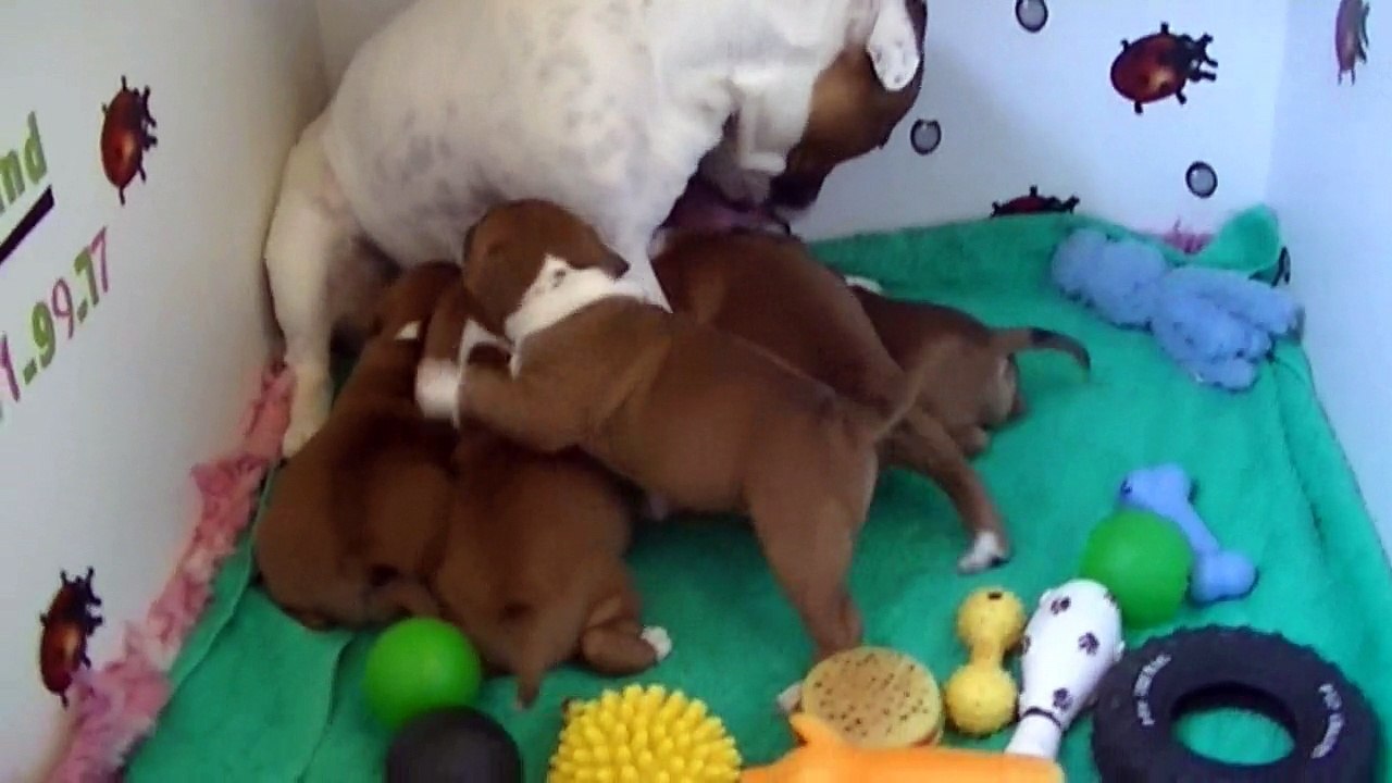 54ème vidéo des chiots de la 19ème portée de Staffordland