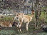 Vikunja Geburt - Vicuña gives birth at Zoo Vienna