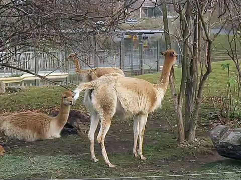 Vikunja Geburt - Vicuña gives birth at Zoo Vienna