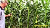 How to Control Ear Worms in Your Corn Using Bt - Bacillus thuringiensis