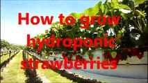 hydroponic grow boxes