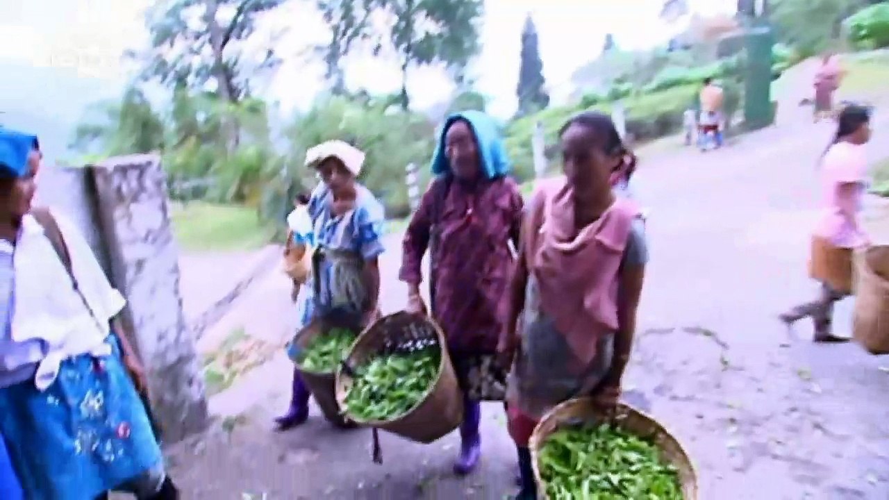 Das Elend der indischen Teepflücker | Global 3000