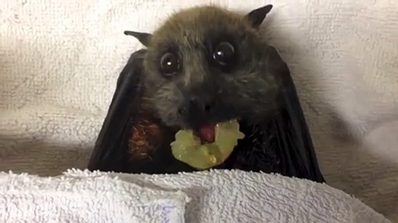 So cute, une chauve-souris qui mange du raisin