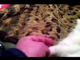 Mi  gata persa MAYA, jugando con sus cachorritos