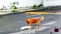 شاهد كلب يحاول انقاذ صديقه من الموت و يطلب المساعدة لكن بدون جدوى
