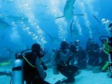 Scuba diving with sharks