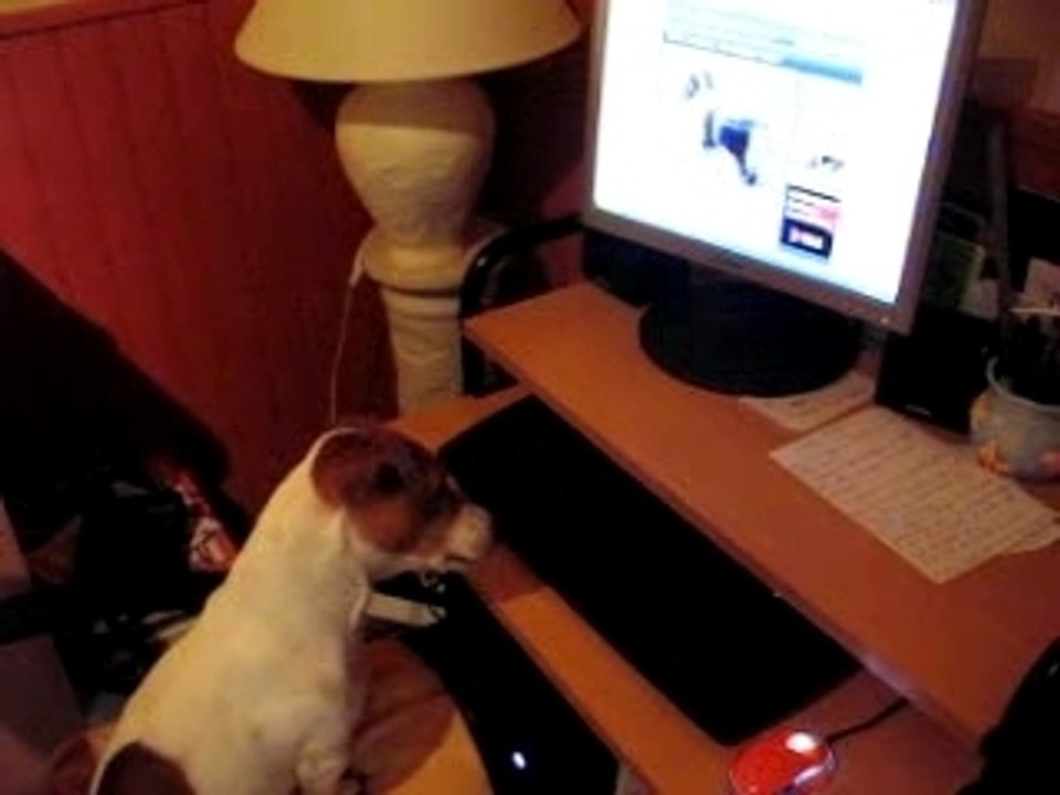 youki en chat jack russel
