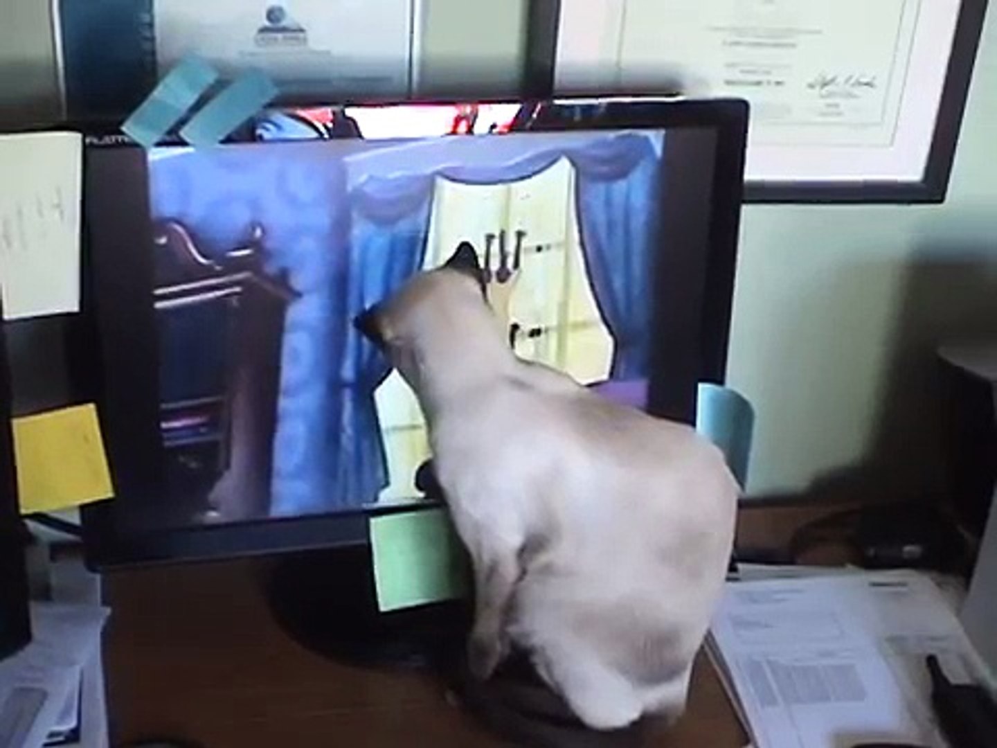 ⁣Siamese Song Siamese Cat Siamese ... funny as Hell!