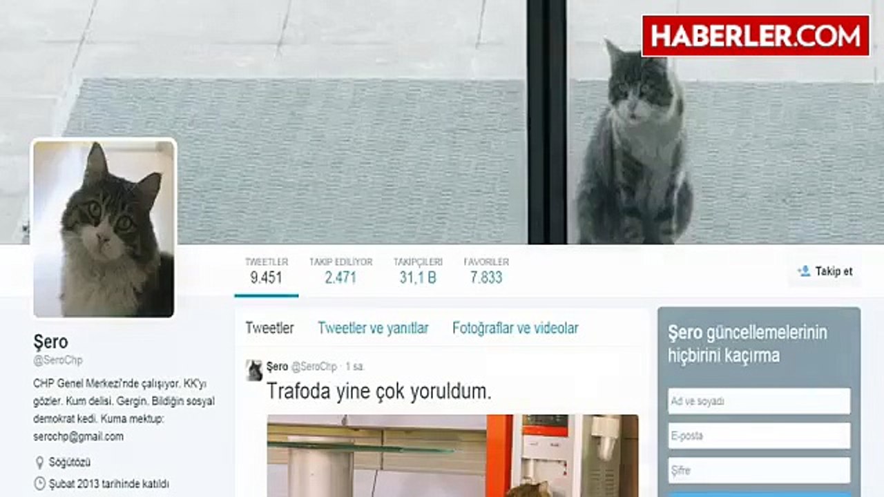 CHP'li Kedi Şero'dan Ysk Başkanı'na: Ben Burdayım Sadi Güven, Hadi Gel Topla