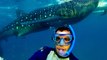 Diver Gets Up Close and Personal With a Whale Shark