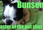 Bunsen the Not So Gentle Boston Terrier