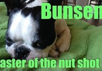 Bunsen the Not So Gentle Boston Terrier