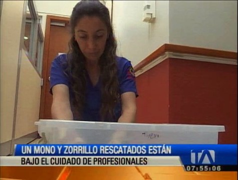 Un mono y un zorrillo fueron rescatados en Quito