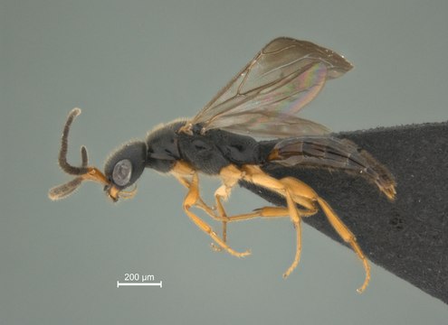 Microvespas catalogadas na Ufes podem ser alternativa aos agrotóxicos no combate a pragas