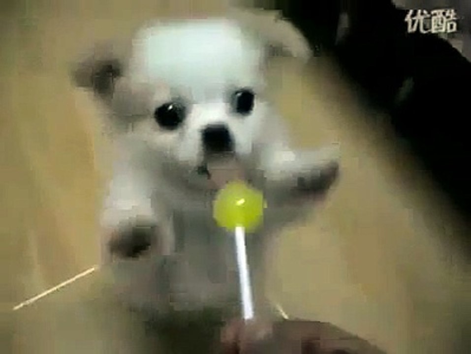 Lolipop Emen Tatlı mı Tatlı Yavru Köpek