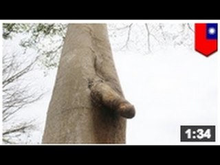 Un arbre a une branche en forme de phallus! ça en amuse plus d'un en Asie...
