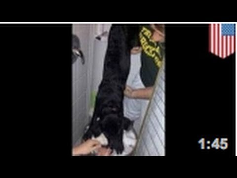 Des jeunes pris en photo en train de faire boire de l'alcool à un chiot de 5 mois