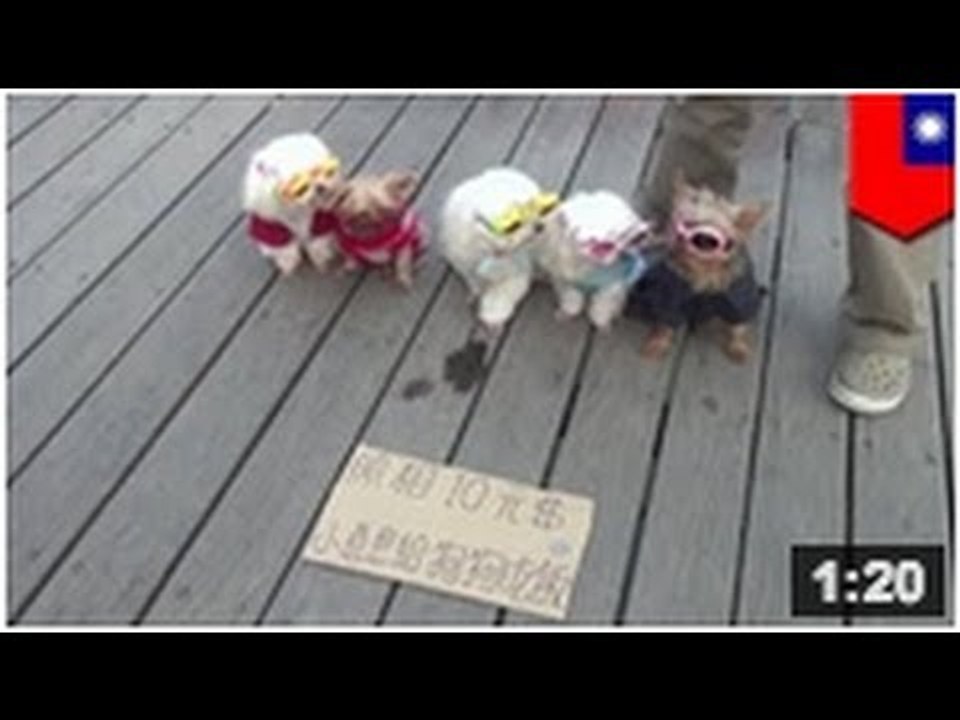 Un homme abuse de ses chiots pour une attraction touristique