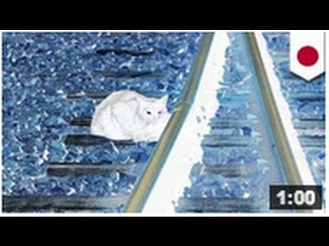 Une femme se fait écraser par un train par amour pour son chat