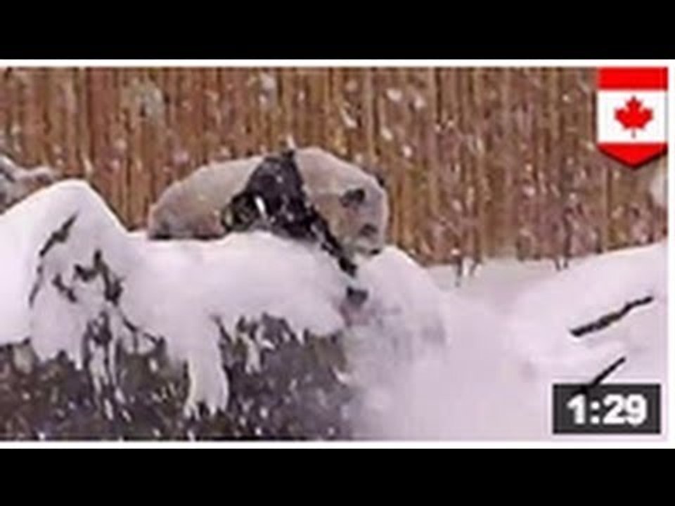 Un petit Panda trop mignon joue dans la neige