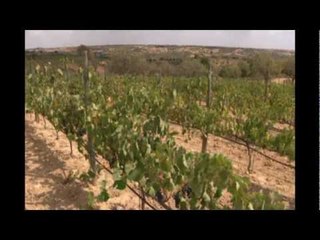 2012: menos vino pero, en principio, de gran calidad