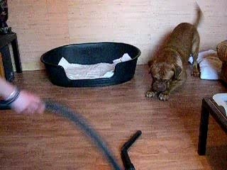 Duke et l'Aspirateur 🧹