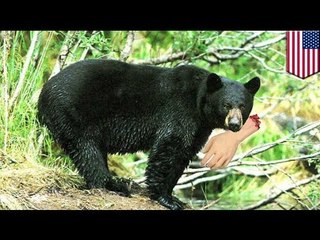 Głupia kobieta próbuje pogłaskać niedźwiedzia...