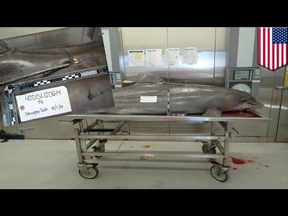 Delfin brutalnie zabity przy pomocy strzały