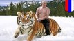 Tygrys Vladimira Putina przekracza granicę z Chinami i zjada lokalne kozy