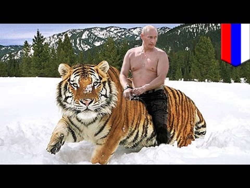 Tygrys Vladimira Putina przekracza granicę z Chinami i zjada lokalne kozy