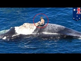 クジラの死骸で波乗りした男