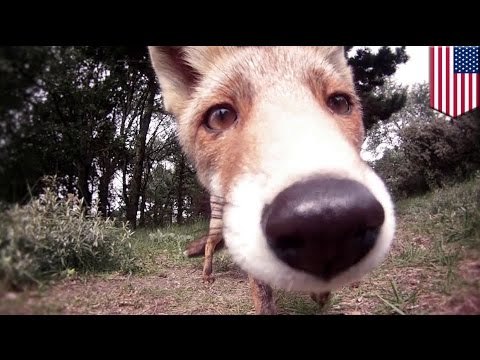 Wild foxes: watch as these fuzzy foxes get fed