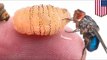 Maggot infestation: Harvard researcher Piotr Naskrecki grows botfly larvae in his skin