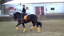 Black Pura Raza Espanola stallion