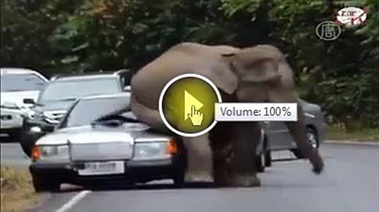 Un éléphant en colère détruit des voitures.