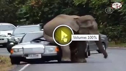 Un éléphant en colère détruit des voitures.