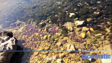Des méduses urticantes sur les plages d'Antibes