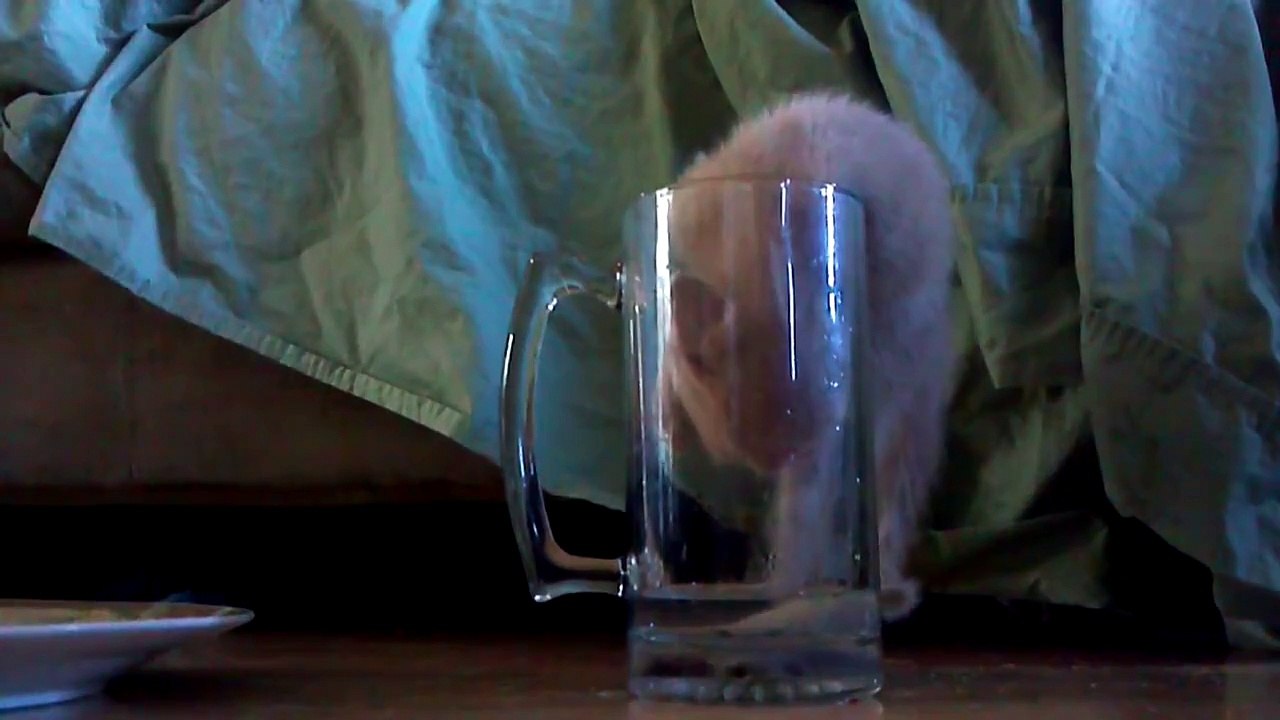 The kitten is very thirsty
